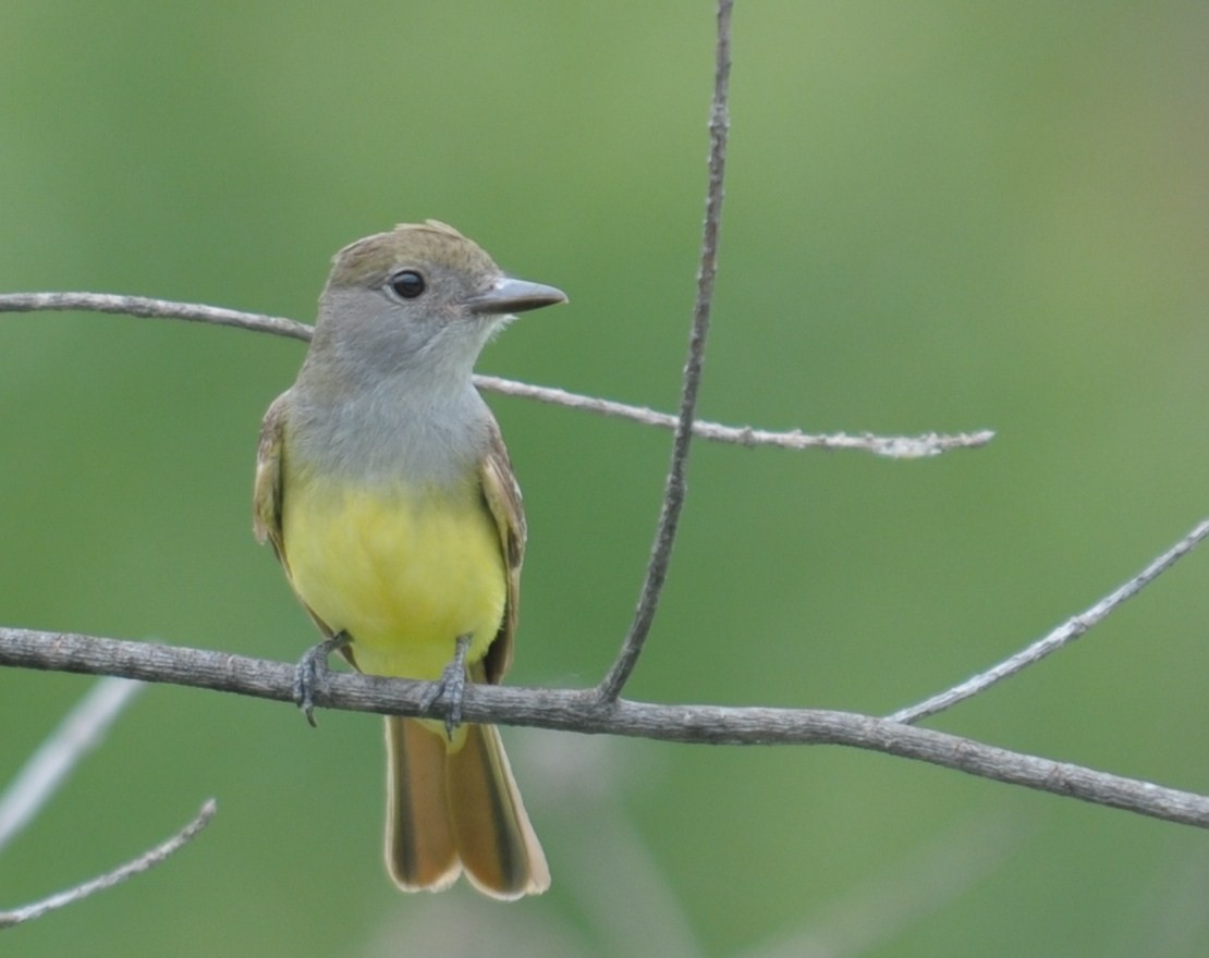 Great Crested Flycatcher - ML33969761