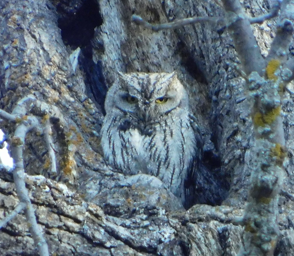 Western Screech-Owl (Northern) - ML339699131