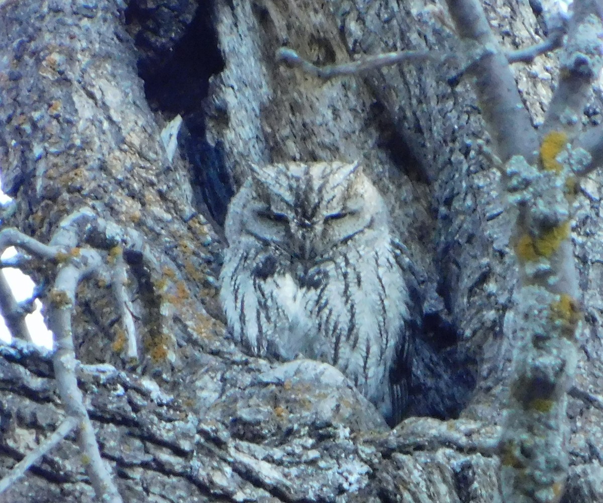 Western Screech-Owl (Northern) - ML339699291