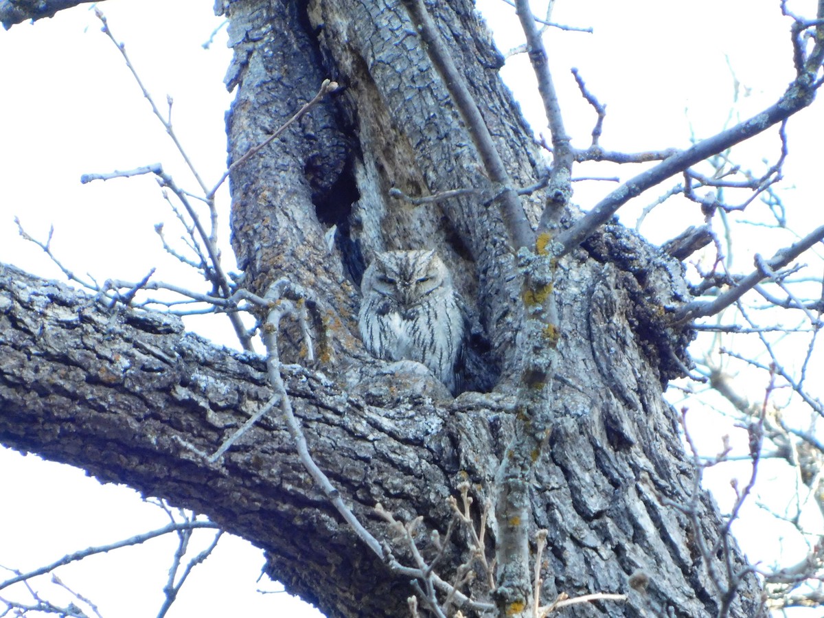 Western Screech-Owl (Northern) - ML339700121