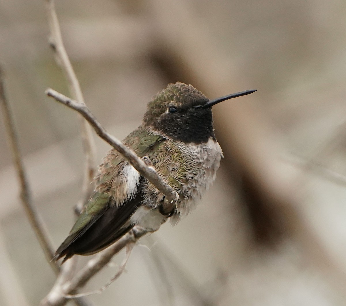 Black-chinned Hummingbird - Cathy Sheeter