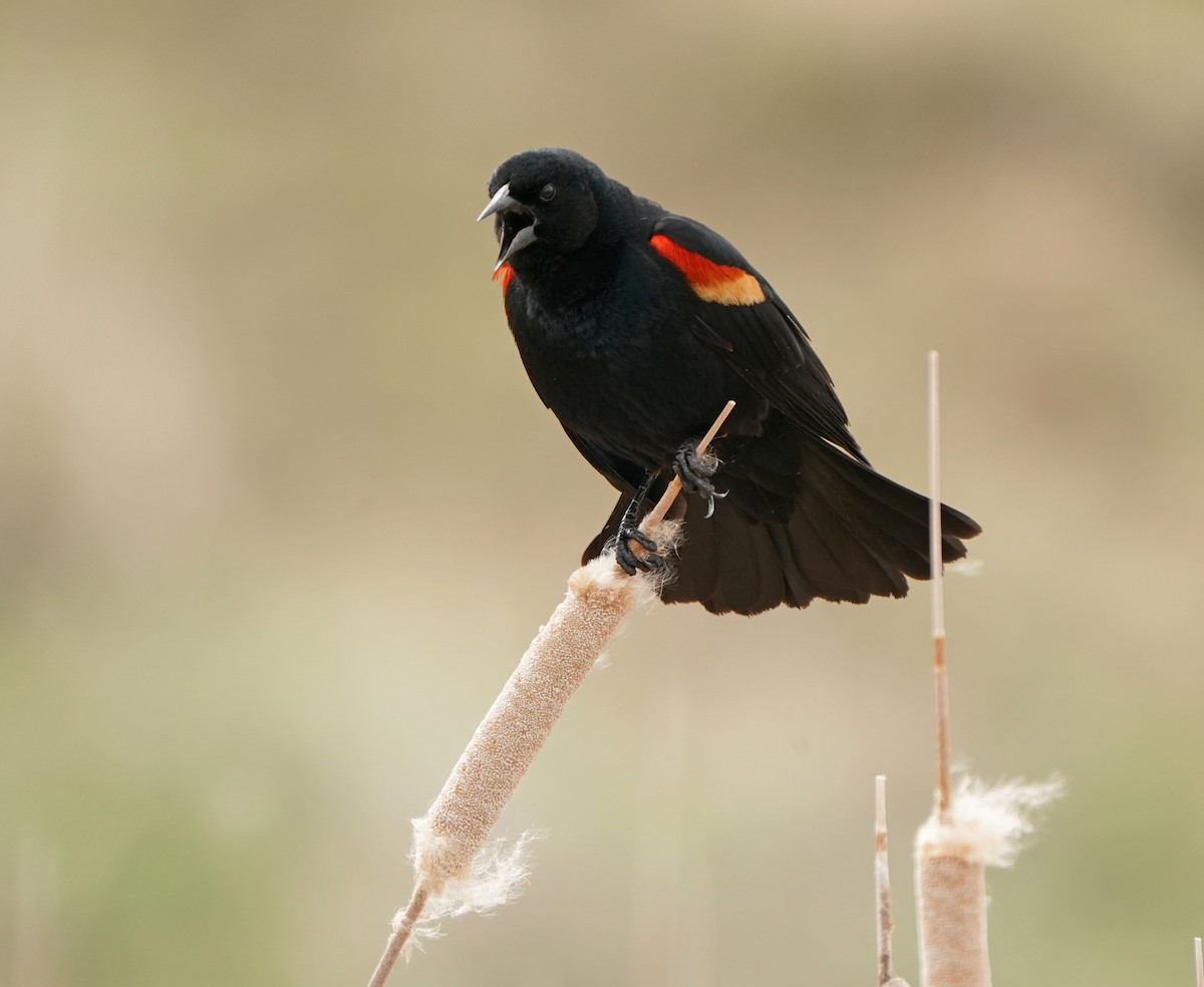 Red-winged Blackbird - Cathy Sheeter