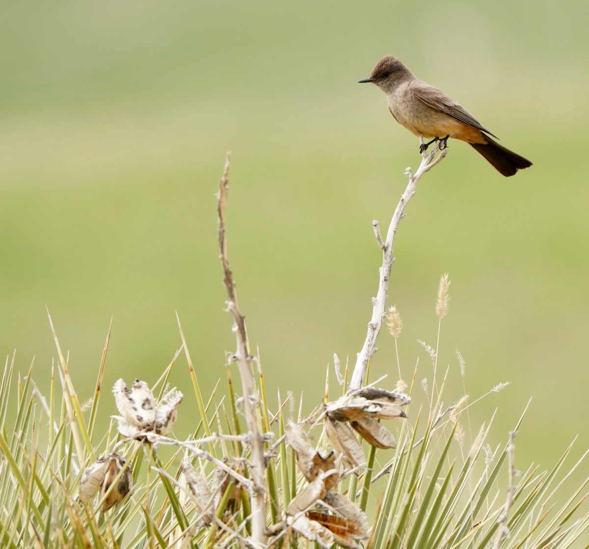 Say's Phoebe - Cathy Sheeter