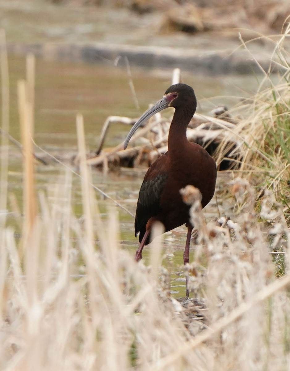 White-faced Ibis - Cathy Sheeter