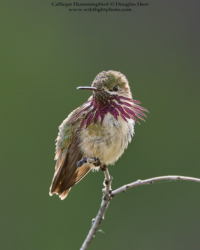 Calliope Hummingbird - Douglas Herr