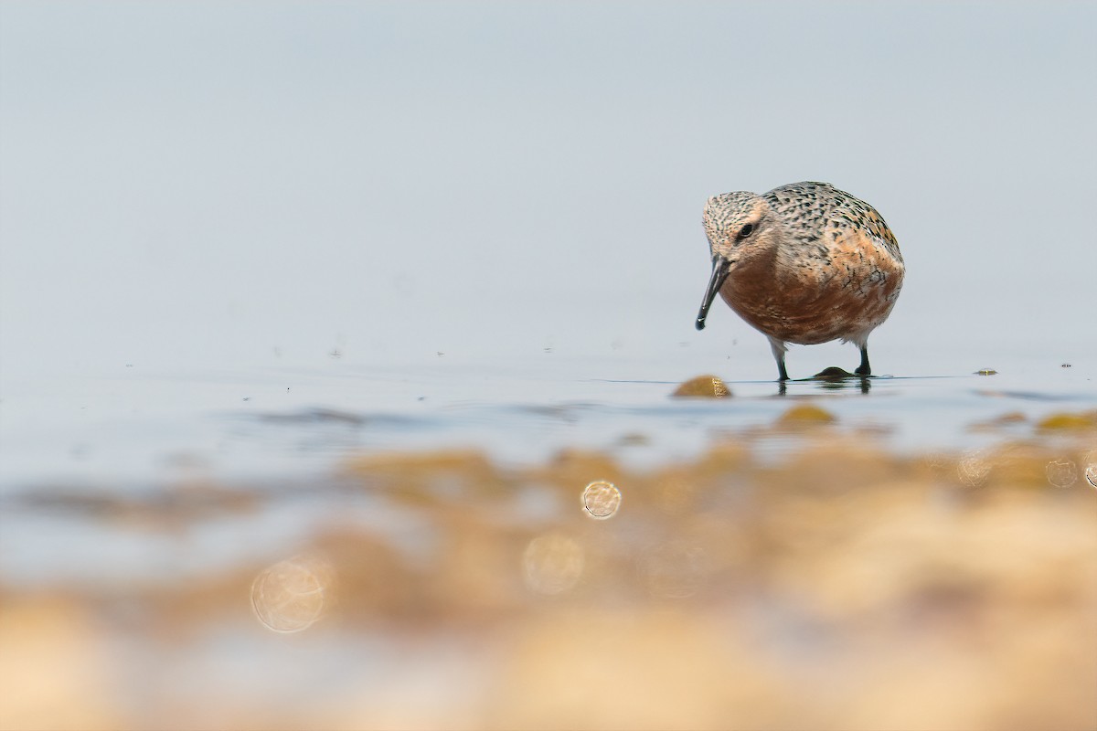 Red Knot - ML339711921