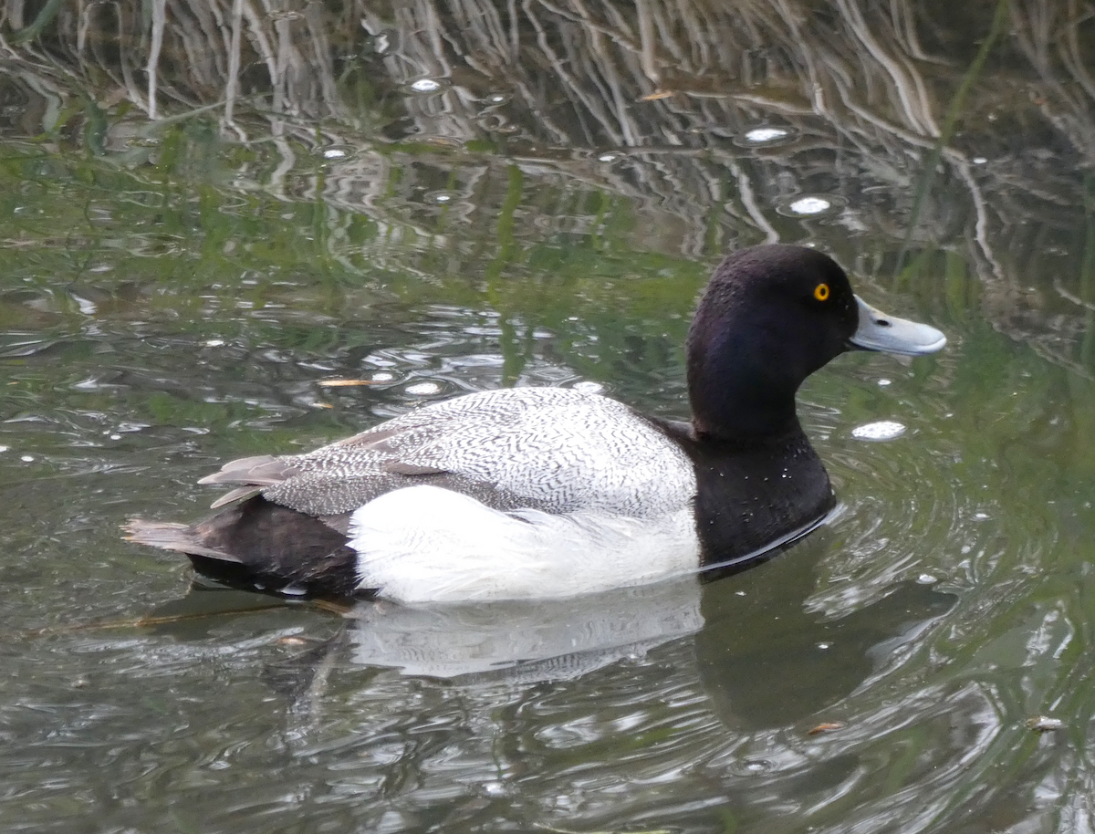 Greater Scaup - ML339712551