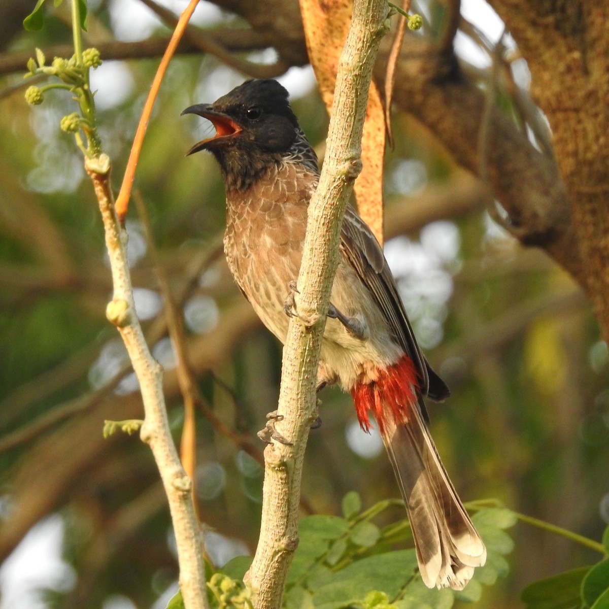 Red-vented Bulbul - ML339715111