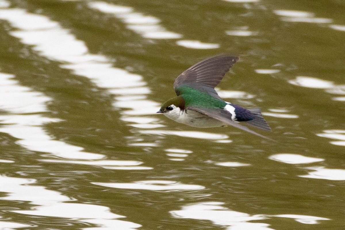 Violet-green Swallow - Fred Hochstaedter