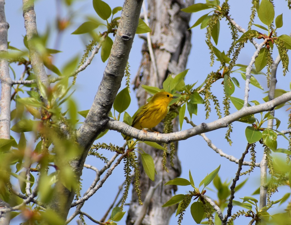 Yellow-rumped Warbler - alex bell
