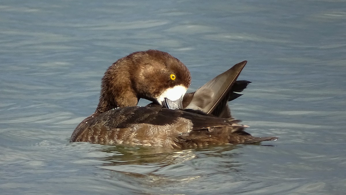 Greater Scaup - ML339719621