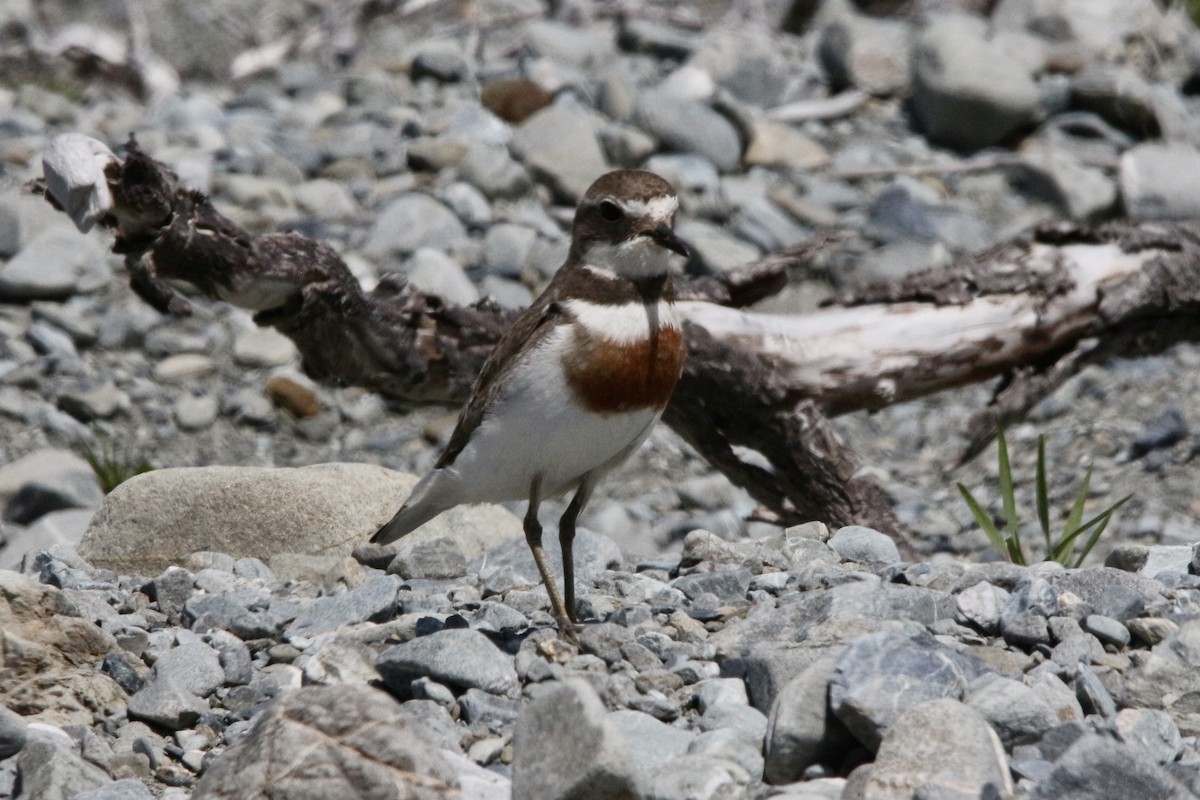 Double-banded Plover - Pauline and Ray Priest