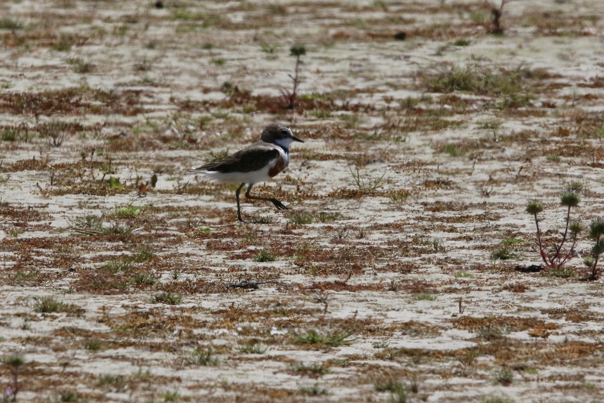 Double-banded Plover - ML339722561