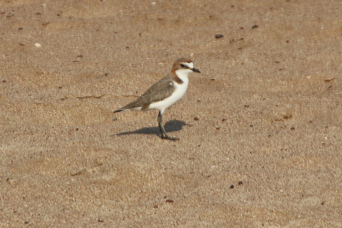 Red-capped Plover - ML339731951