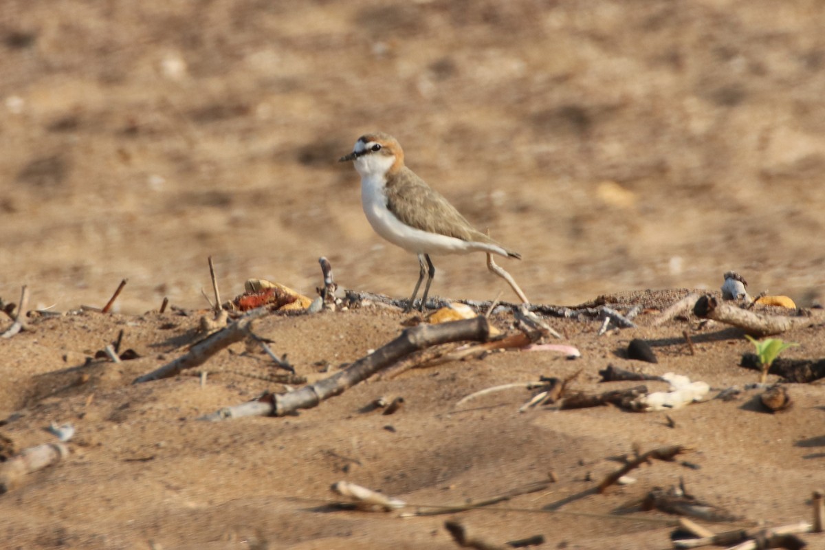 Red-capped Plover - ML339731961