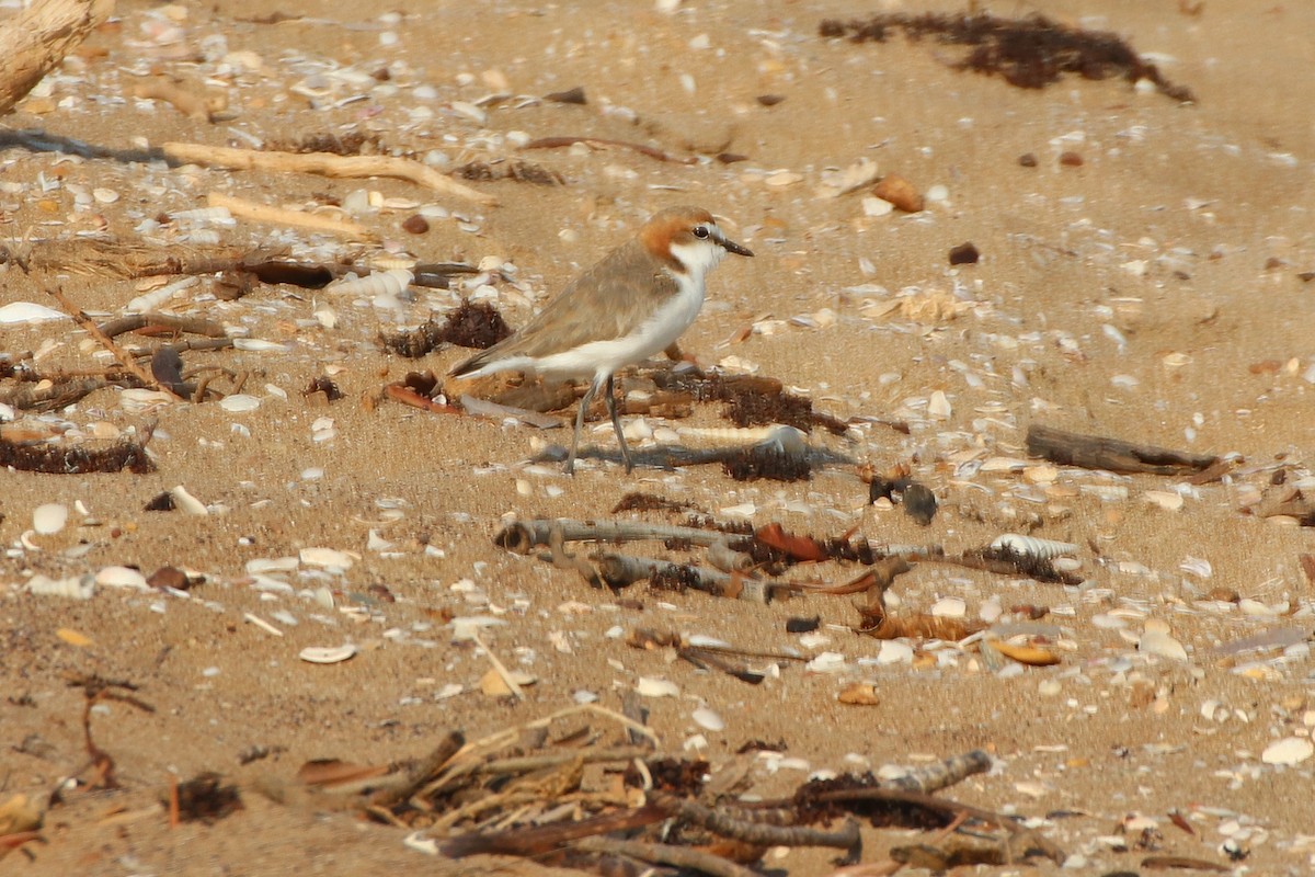 Red-capped Plover - ML339731971
