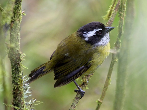 Sooty-capped Chlorospingus - Tim Avery