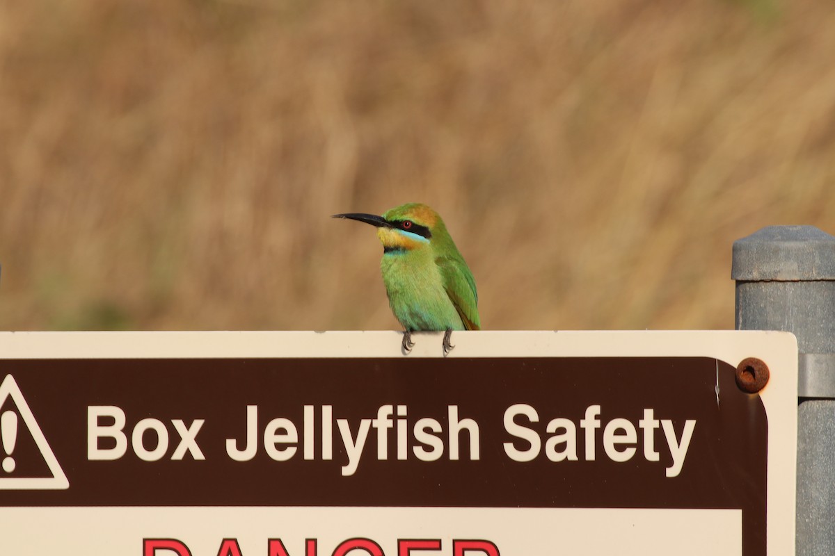 Rainbow Bee-eater - ML339732111