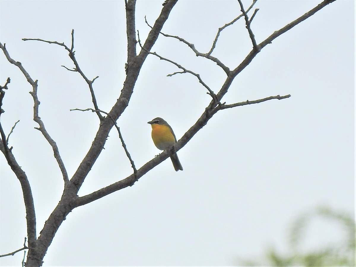 Yellow-breasted Chat - ML339734371