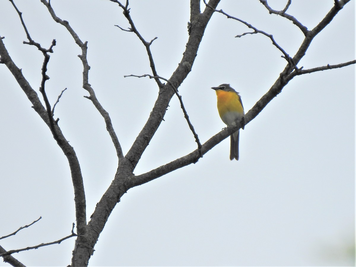 Yellow-breasted Chat - ML339734381