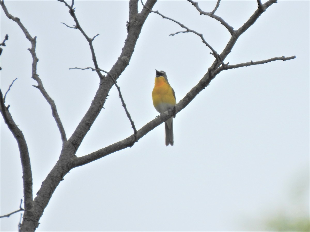 Yellow-breasted Chat - ML339734391
