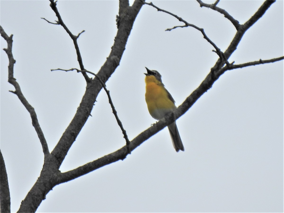 Yellow-breasted Chat - ML339734401