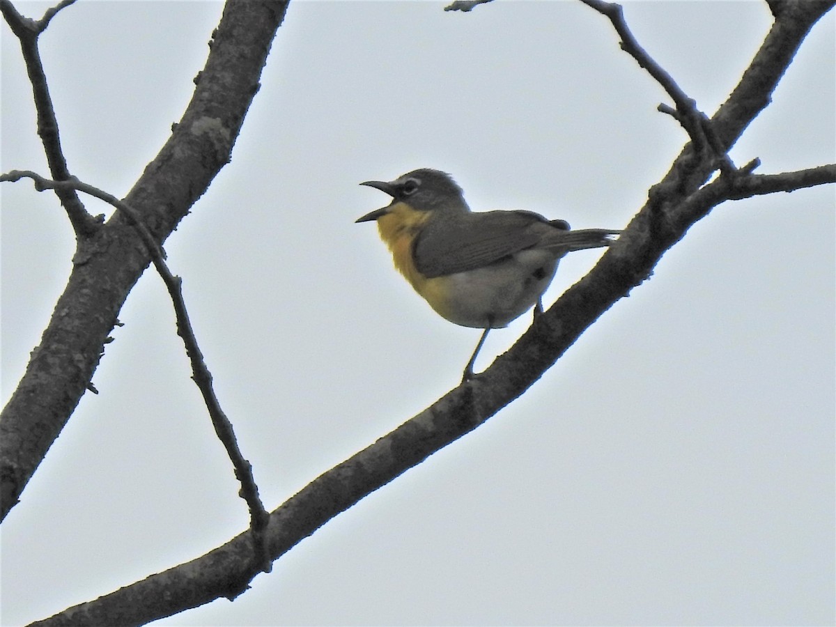 Yellow-breasted Chat - ML339734421
