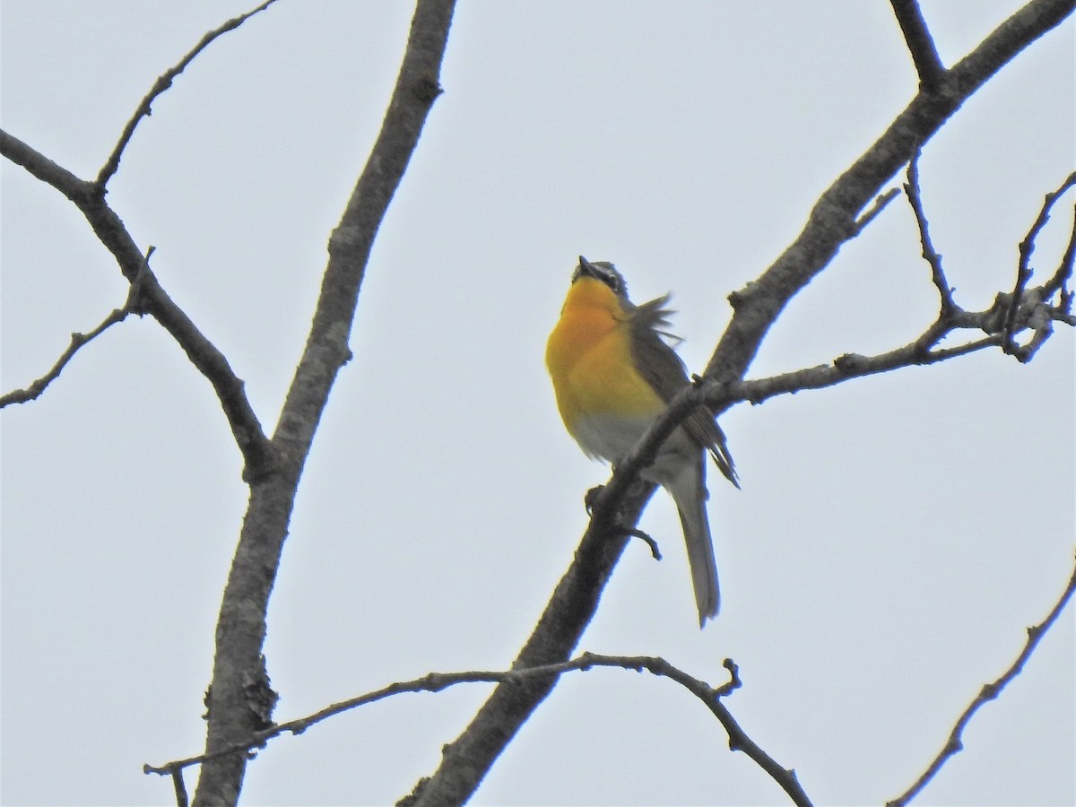 Yellow-breasted Chat - ML339734431