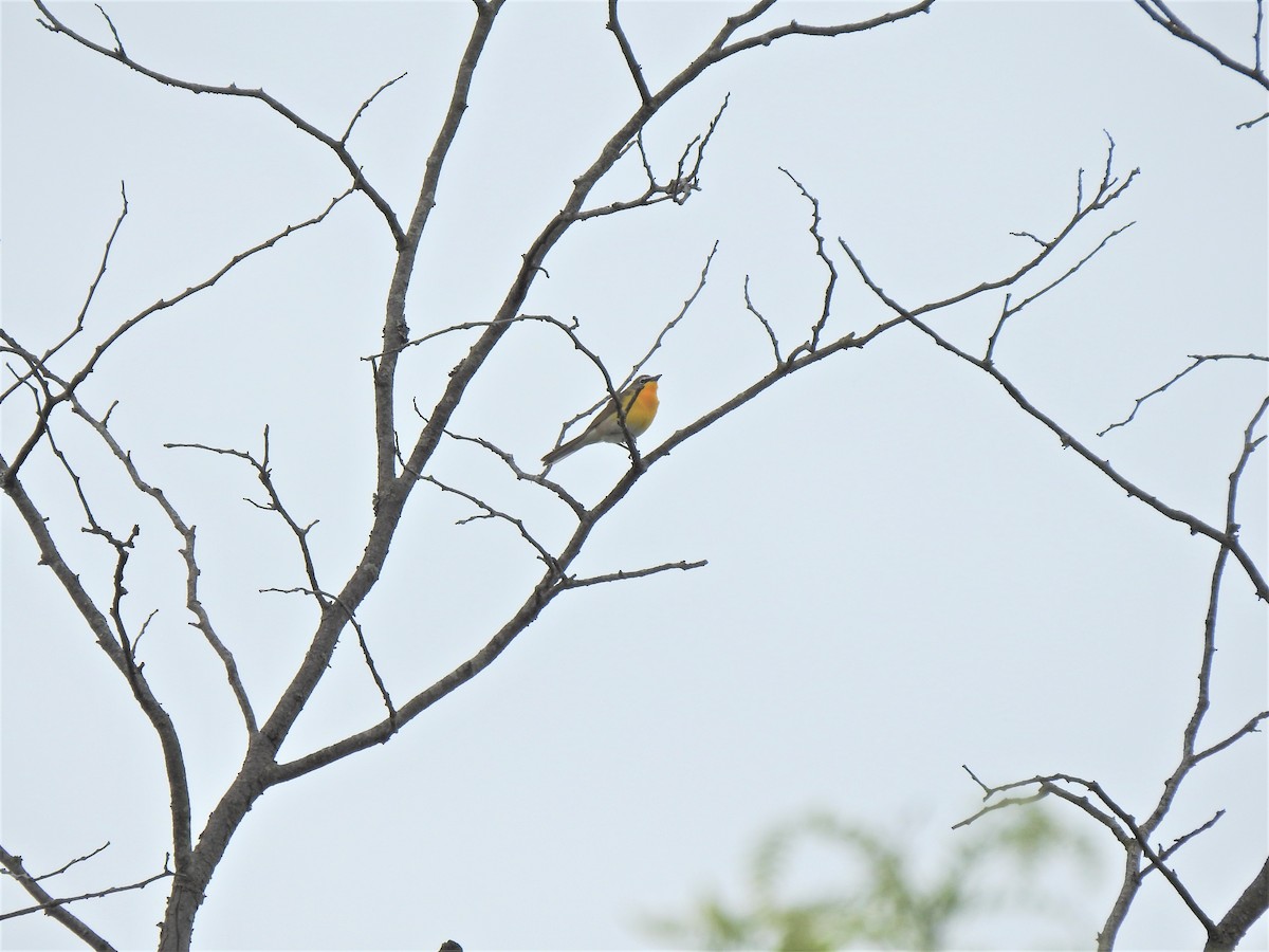 Yellow-breasted Chat - ML339734441