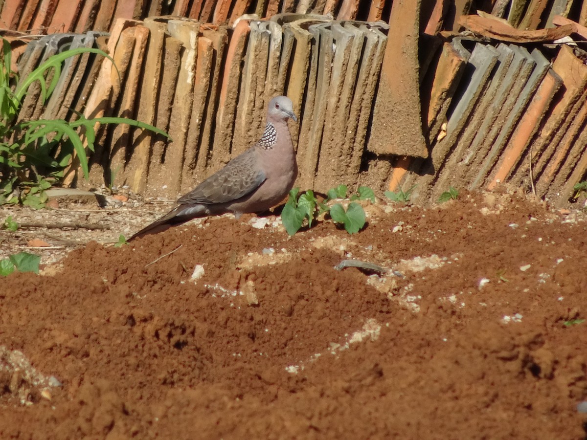 Spotted Dove - ML339736971