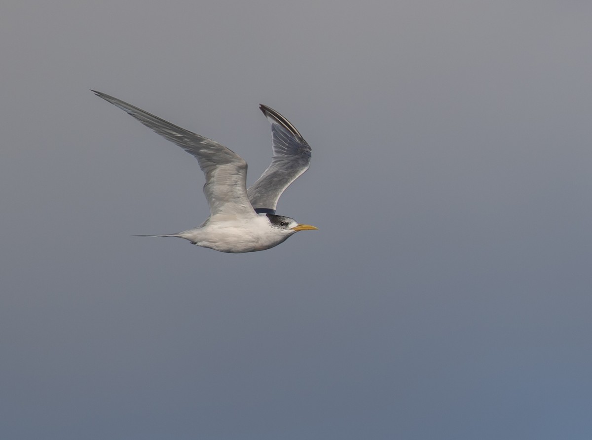 Great Crested Tern - ML339744561