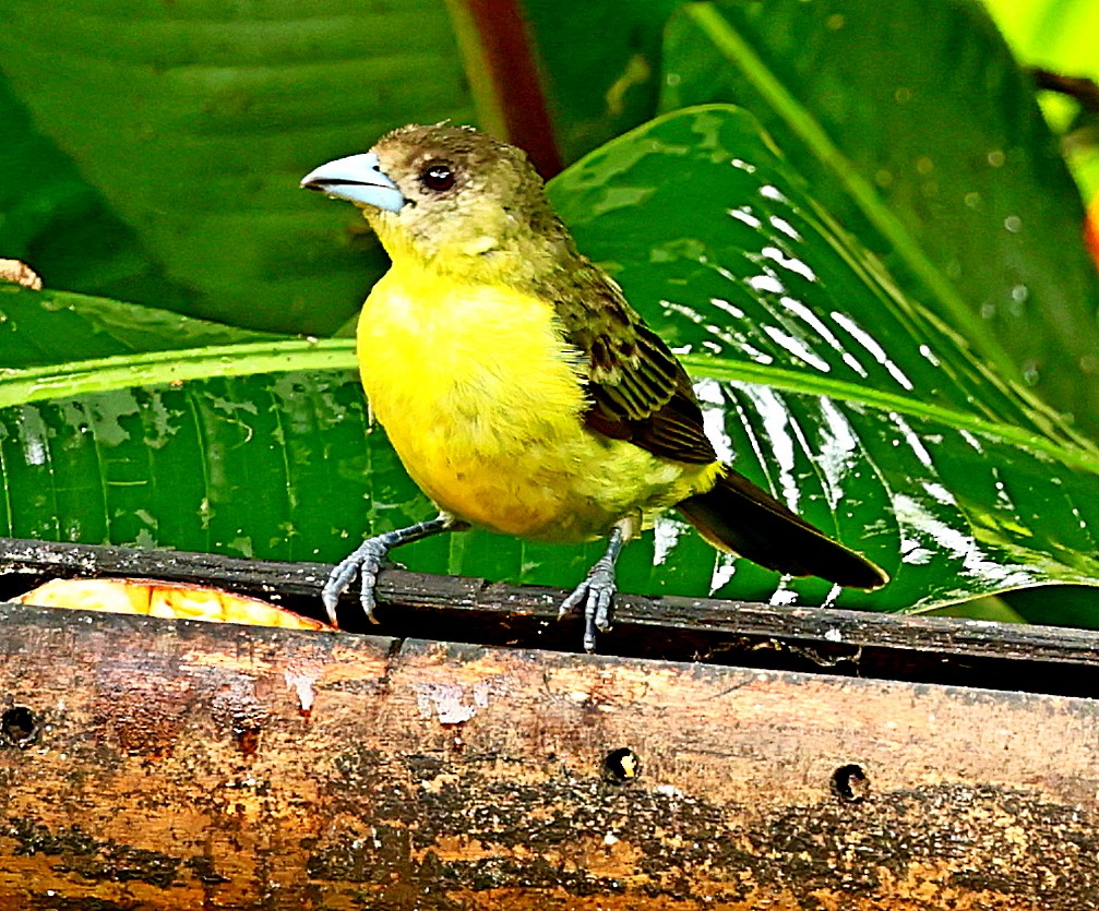 Flame-rumped Tanager (Lemon-rumped) - ML339745351