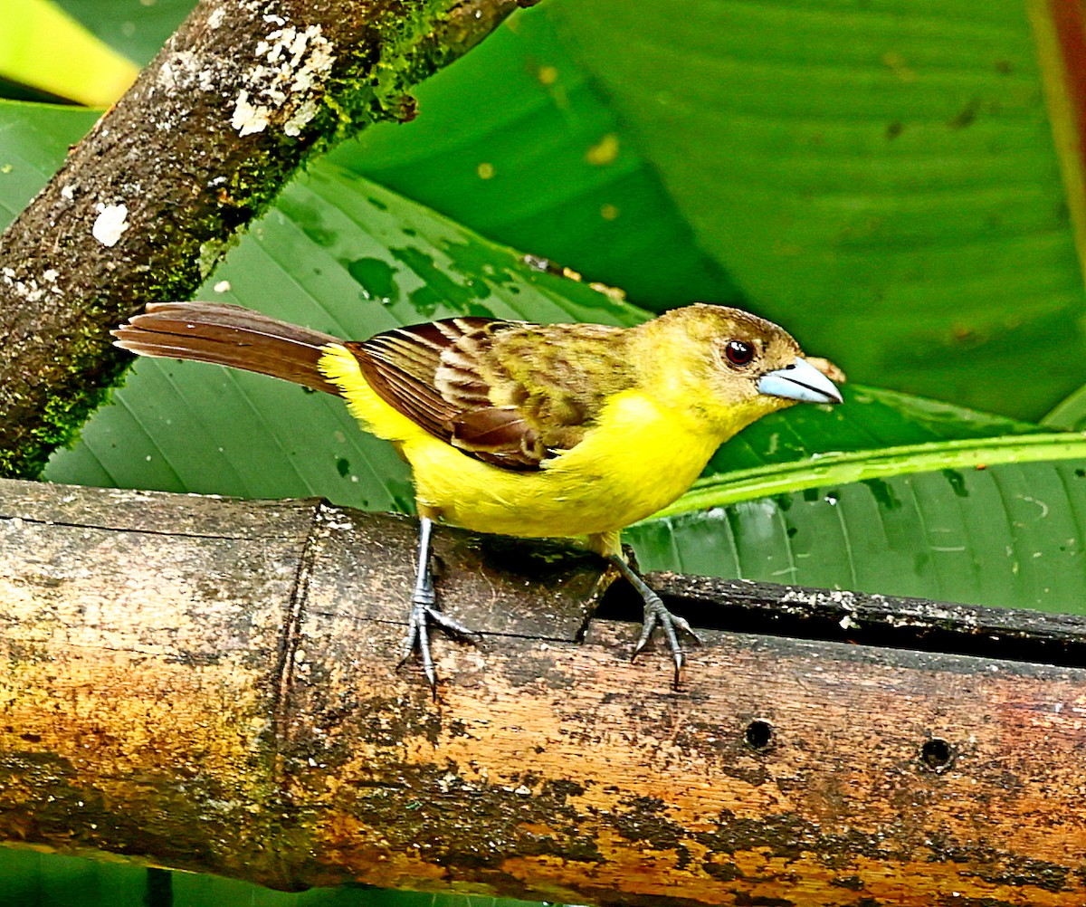 Flame-rumped Tanager (Lemon-rumped) - ML339745871