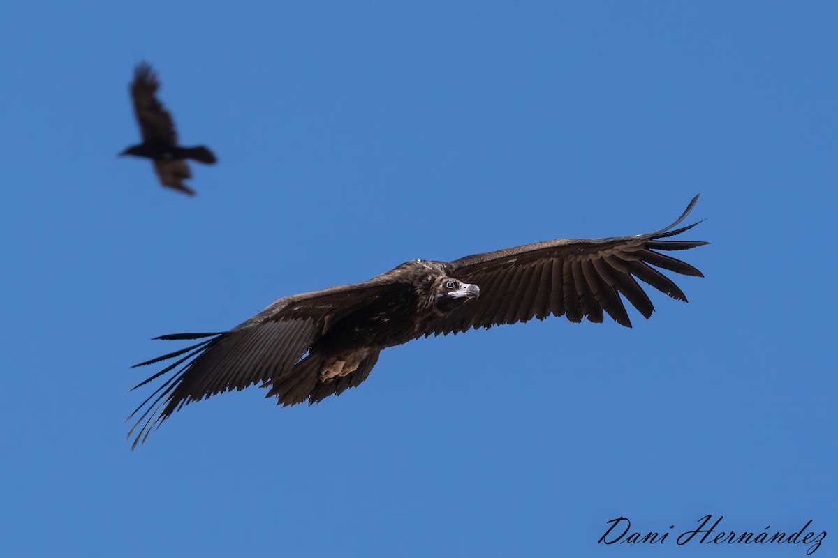 Cinereous Vulture - ML339746041