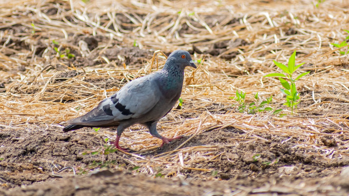 Rock Pigeon (Feral Pigeon) - ML339748091