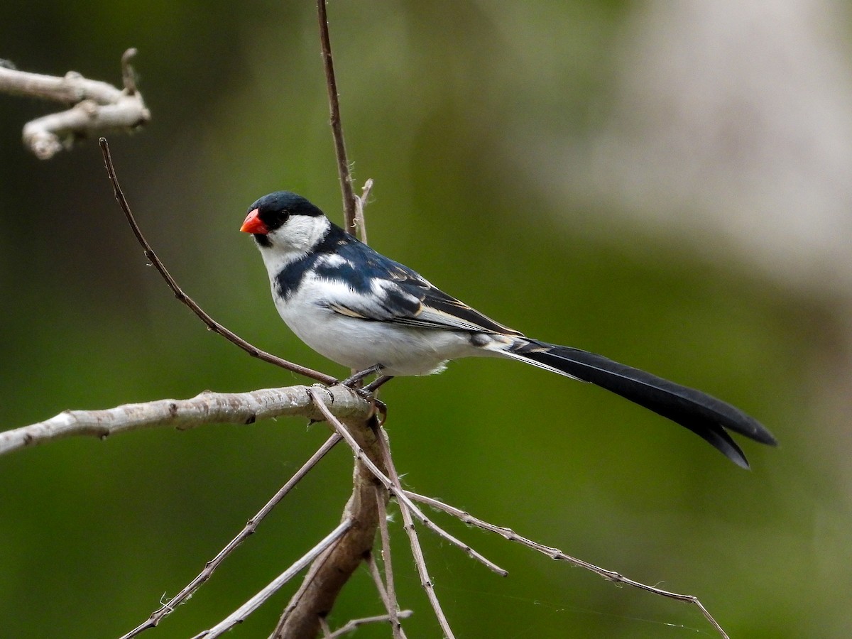 Pin-tailed Whydah - ML339749971