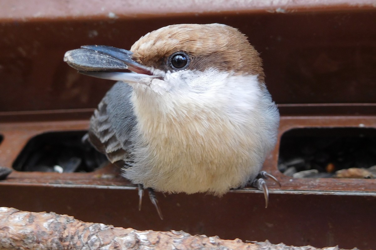 Brown-headed Nuthatch - ML33975181