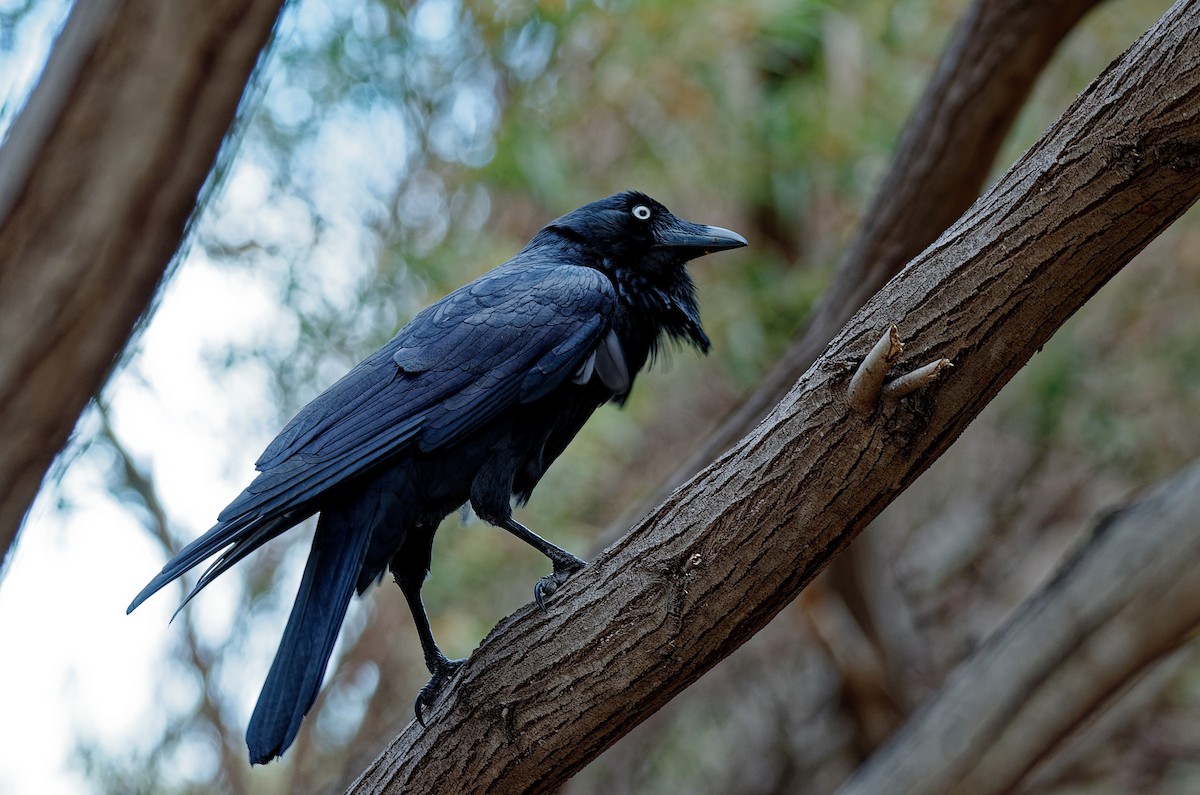 Australian Raven - ML339752431