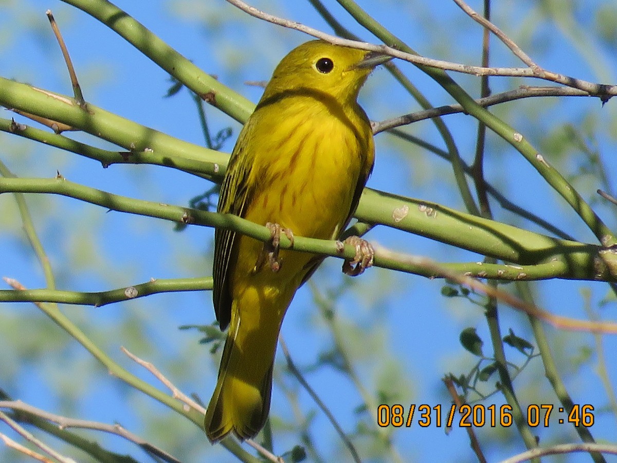 Yellow Warbler - Don Witter