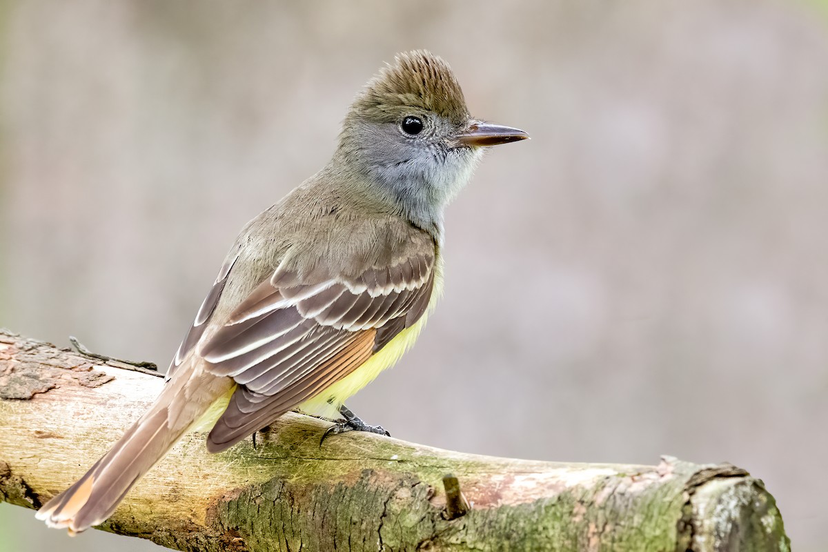 Great Crested Flycatcher - ML339758161