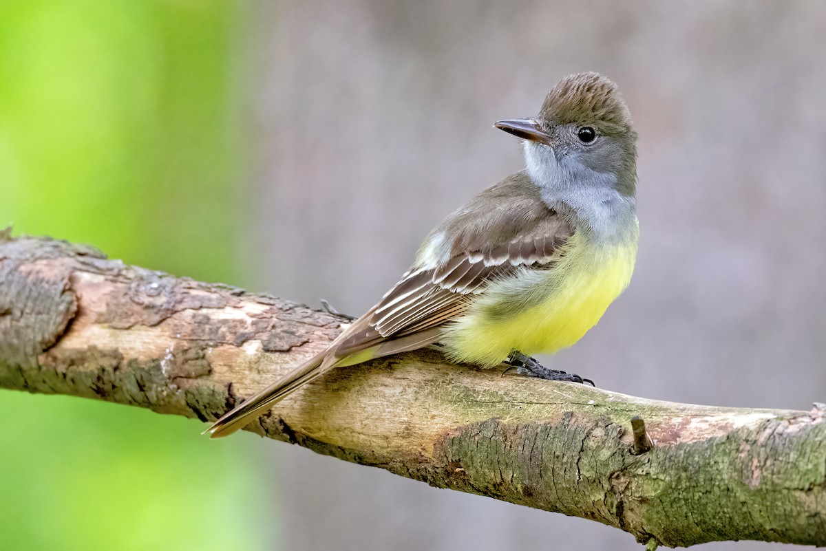 Great Crested Flycatcher - ML339758201