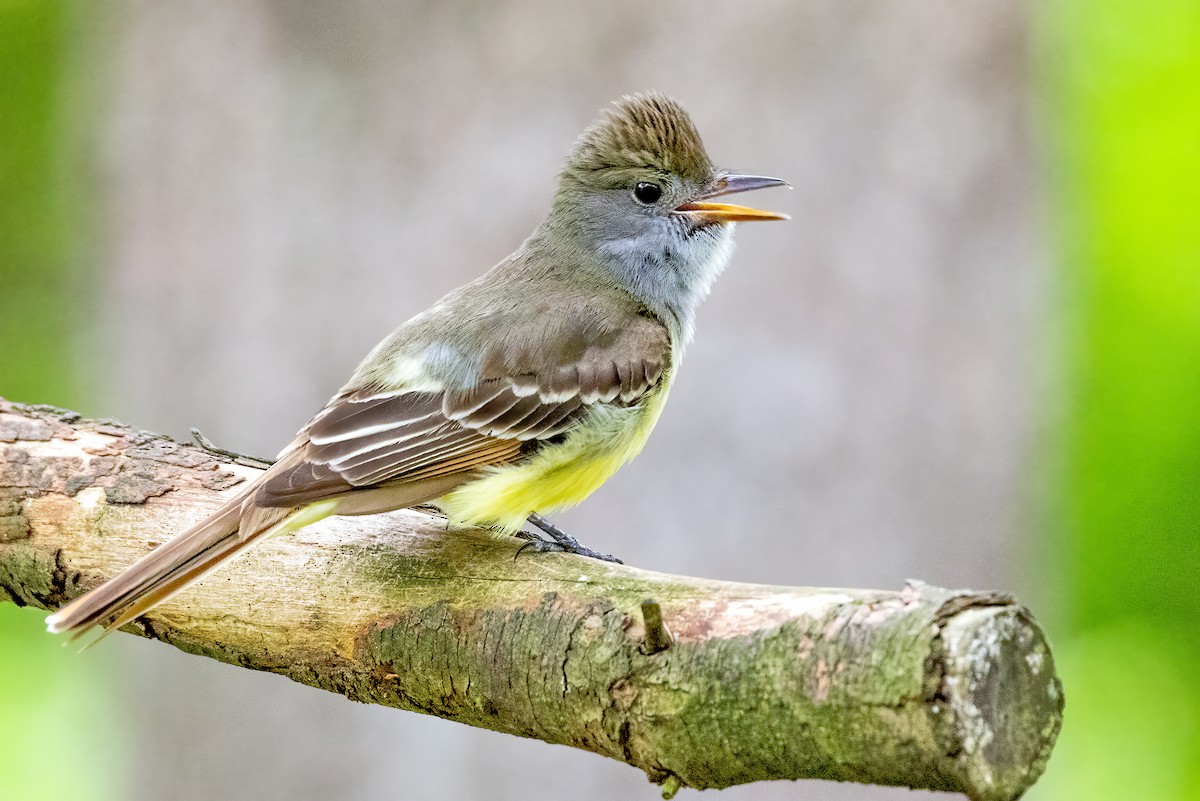 Great Crested Flycatcher - ML339758211