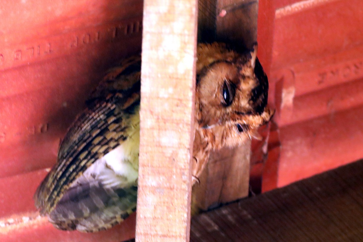 Indian Scops-Owl - ML339760101