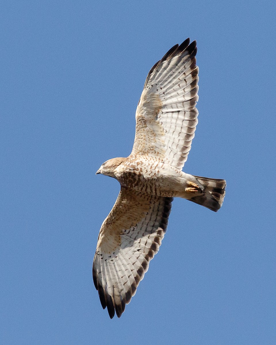 Broad-winged Hawk - Jeff Stacey