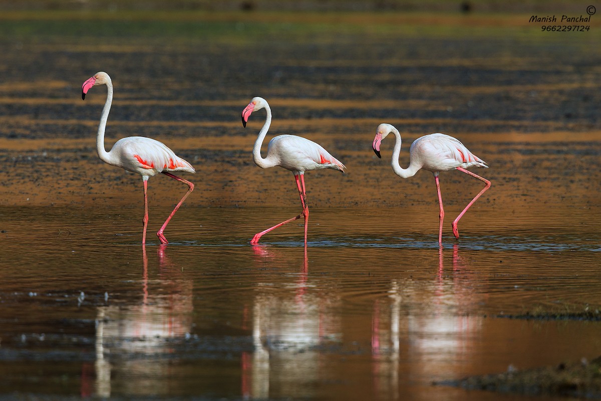 Greater Flamingo - ML339766211