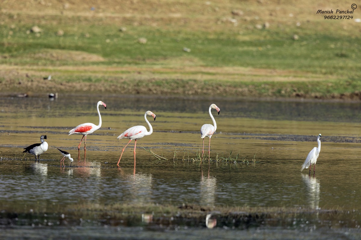 Greater Flamingo - ML339766271
