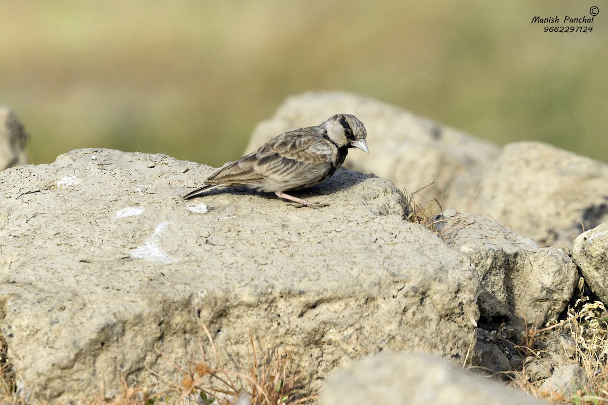 Ashy-crowned Sparrow-Lark - ML339766731