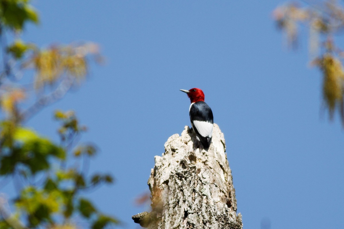 Red-headed Woodpecker - ML339773801