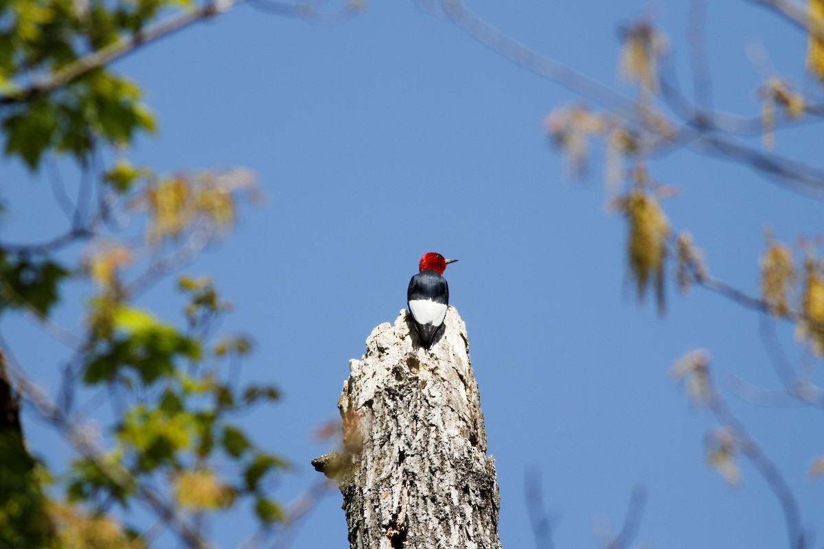 Red-headed Woodpecker - ML339773811