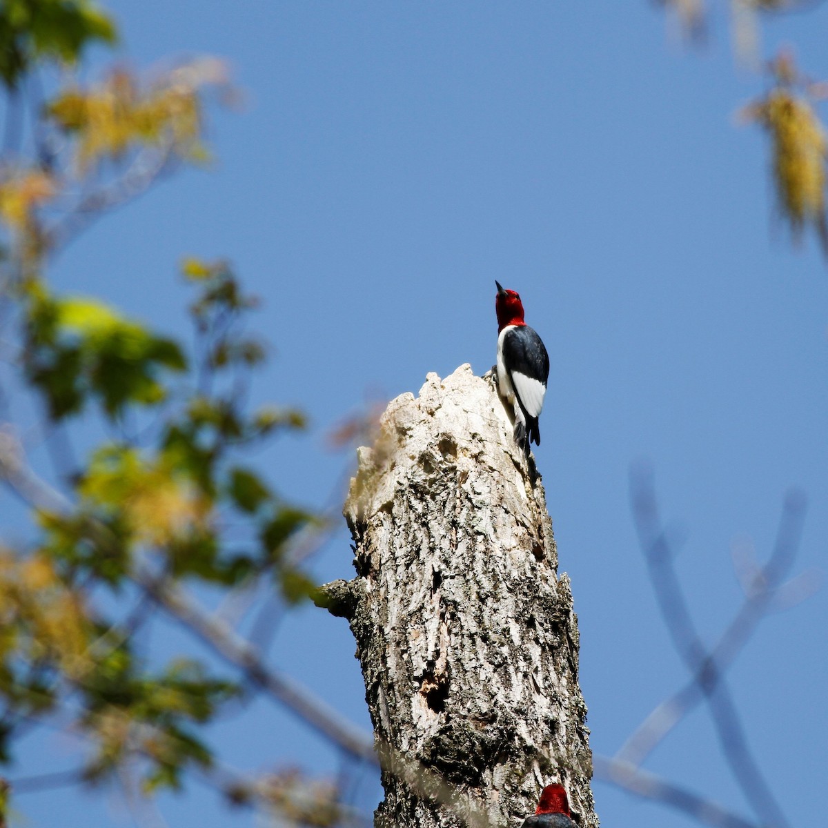 Red-headed Woodpecker - ML339773821